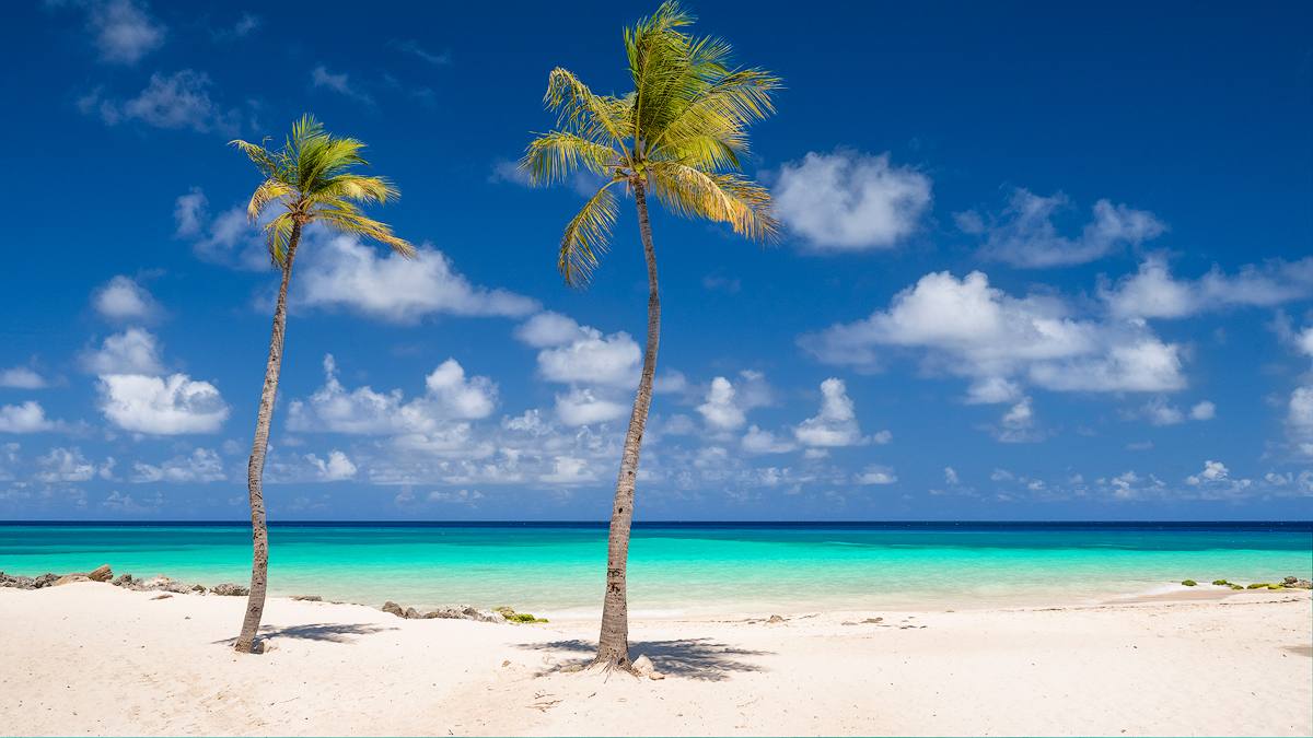 Palm trees on a pristine Aruba beach with turquoise water